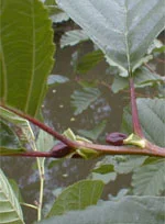 farmasconti3-2165839