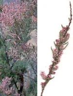 farmasconti3-2165882
